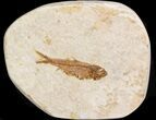 Small Knightia Fossil Fish - Wyoming #41031-1